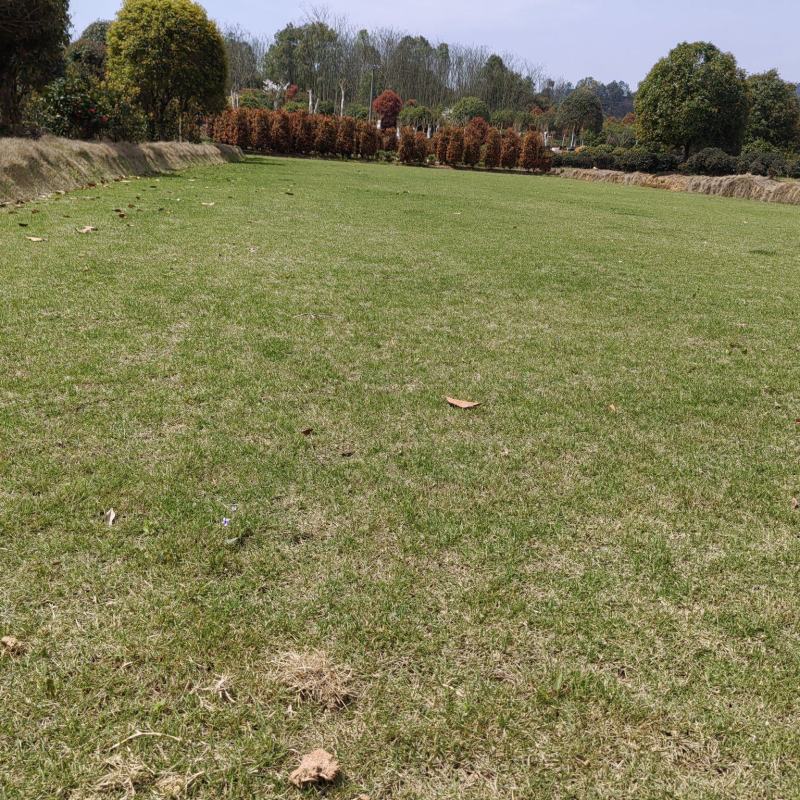 基地马尼拉草皮批发，量大从优耐寒耐热，耐践踏