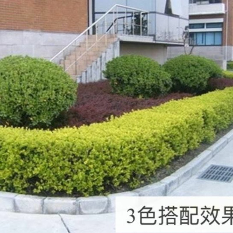 四季常青金叶女贞树苗金森女贞苗小叶女贞苗庭院绿篱绿化工程