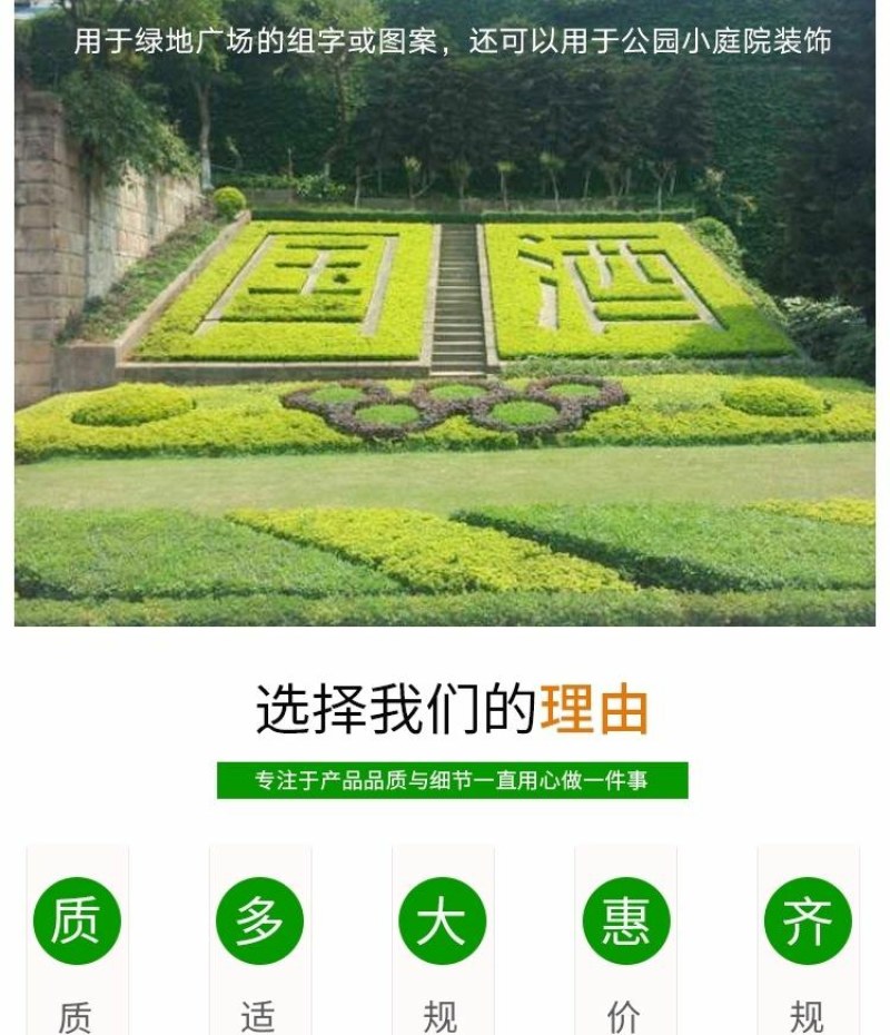 四季常青金叶女贞树苗金森女贞苗小叶女贞苗庭院绿篱绿化工程