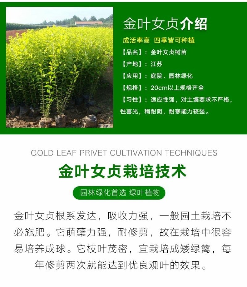 四季常青金叶女贞树苗金森女贞苗小叶女贞苗庭院绿篱绿化工程