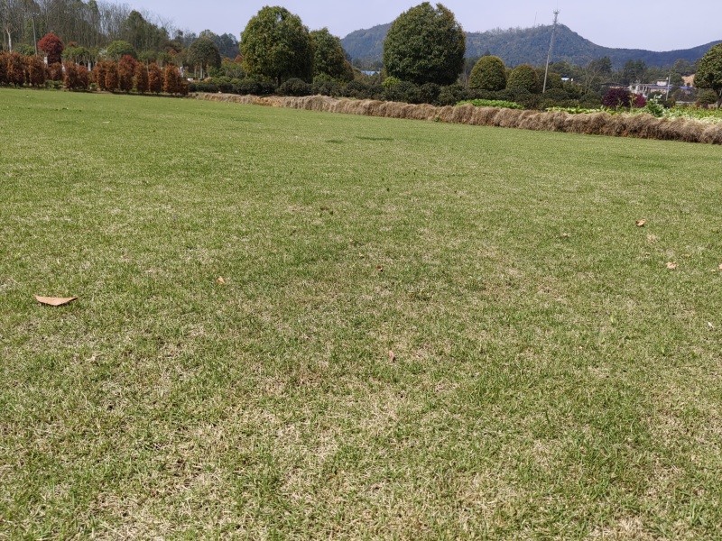 基地马尼拉草皮批发，量大从优耐寒耐热，耐践踏