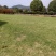 基地马尼拉草皮批发，量大从优耐寒耐热，耐践踏