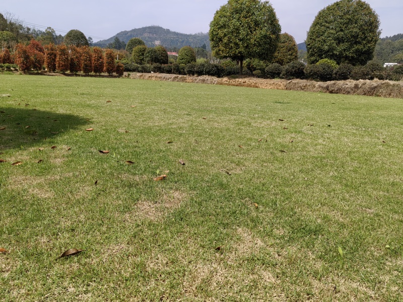 基地马尼拉草皮批发，量大从优耐寒耐热，耐践踏