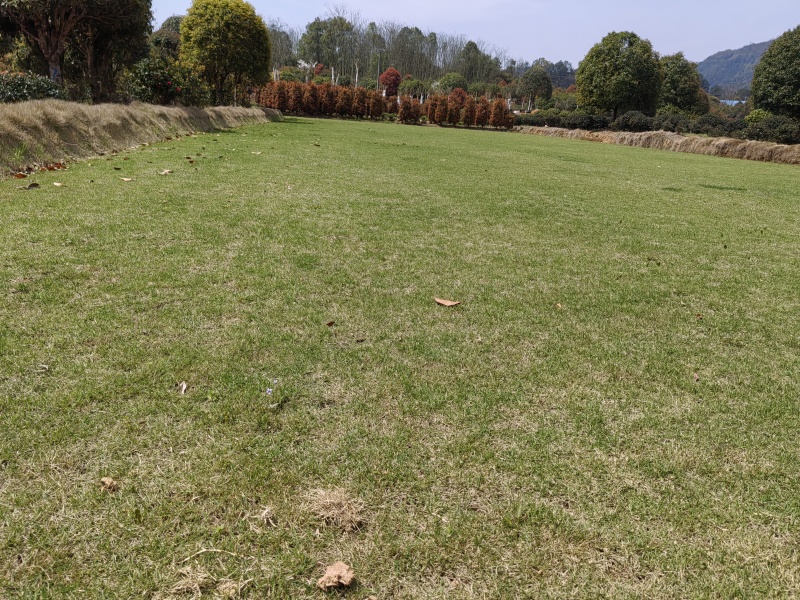 基地马尼拉草皮批发，量大从优耐寒耐热，耐践踏