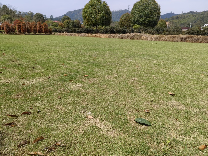基地马尼拉草皮批发，量大从优耐寒耐热，耐践踏