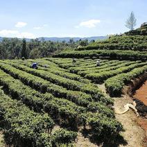 贵州茶白茶龙井春茶