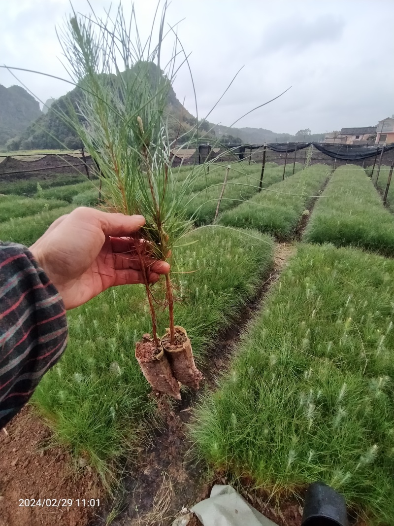 湿地松杯苗，油松杯苗，自育苗场，一手货源。