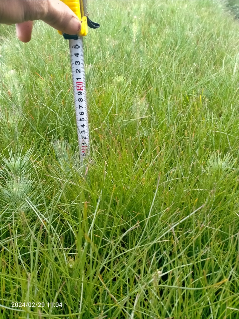 湿地松杯苗，油松杯苗，自育苗场，一手货源。