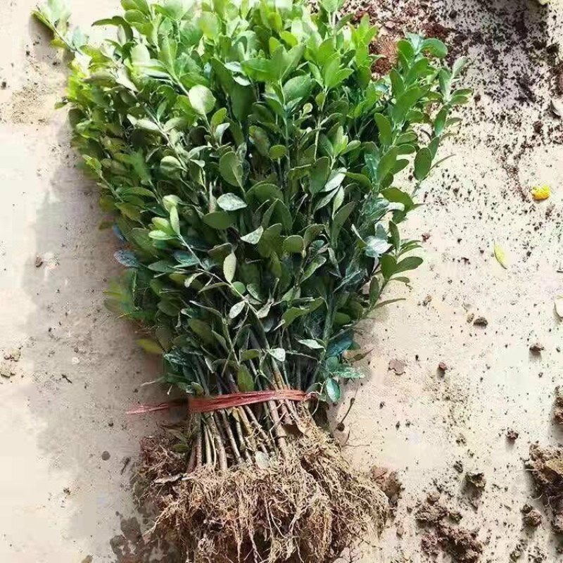 北海道冬青黄杨树苗庭院植物耐寒四季常青绿化苗木围栏篱笆用