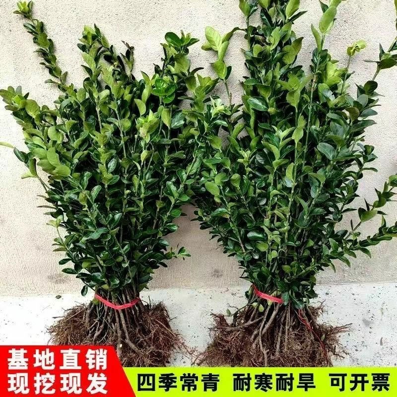 北海道冬青黄杨树苗庭院植物耐寒四季常青绿化苗木围栏篱笆用