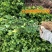 北海道冬青黄杨树苗庭院植物耐寒四季常青绿化苗木围栏篱笆用