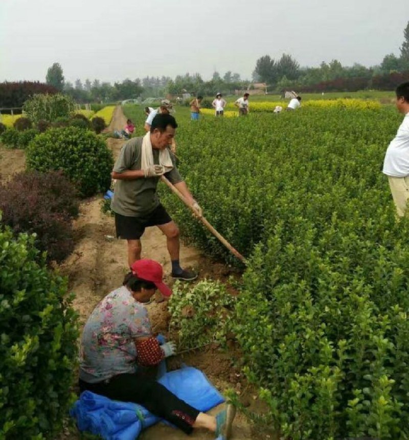 北海道冬青黄杨树苗庭院植物耐寒四季常青绿化苗木围栏篱笆用