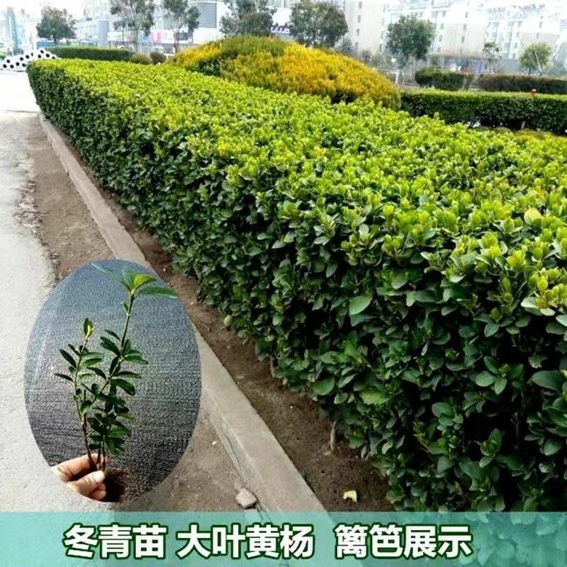 北海道冬青黄杨树苗庭院植物耐寒四季常青绿化苗木围栏篱笆用