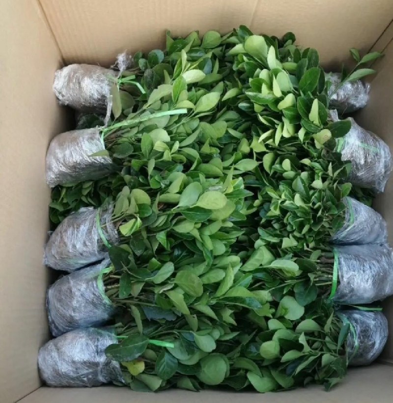 北海道冬青黄杨树苗庭院植物耐寒四季常青绿化苗木围栏篱笆用
