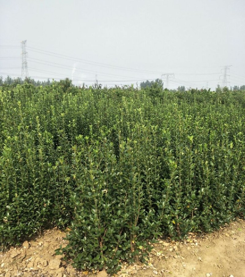 北海道冬青黄杨树苗庭院植物耐寒四季常青绿化苗木围栏篱笆用