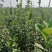 北海道冬青黄杨树苗庭院植物耐寒四季常青绿化苗木围栏篱笆用