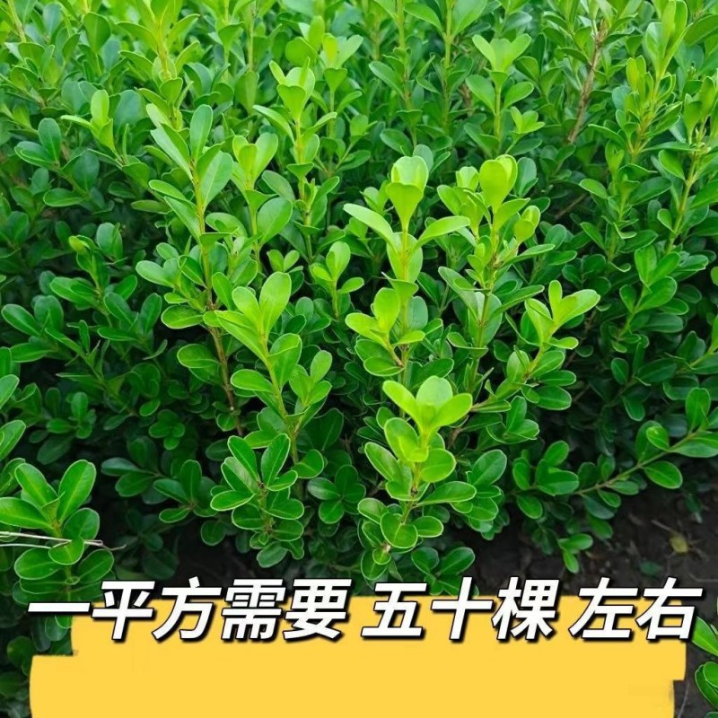 北海道冬青黄杨树苗庭院植物耐寒四季常青绿化苗木围栏篱笆用