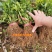 北海道冬青黄杨树苗庭院植物耐寒四季常青绿化苗木围栏篱笆用