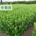 北海道冬青黄杨树苗庭院植物耐寒四季常青绿化苗木围栏篱笆用