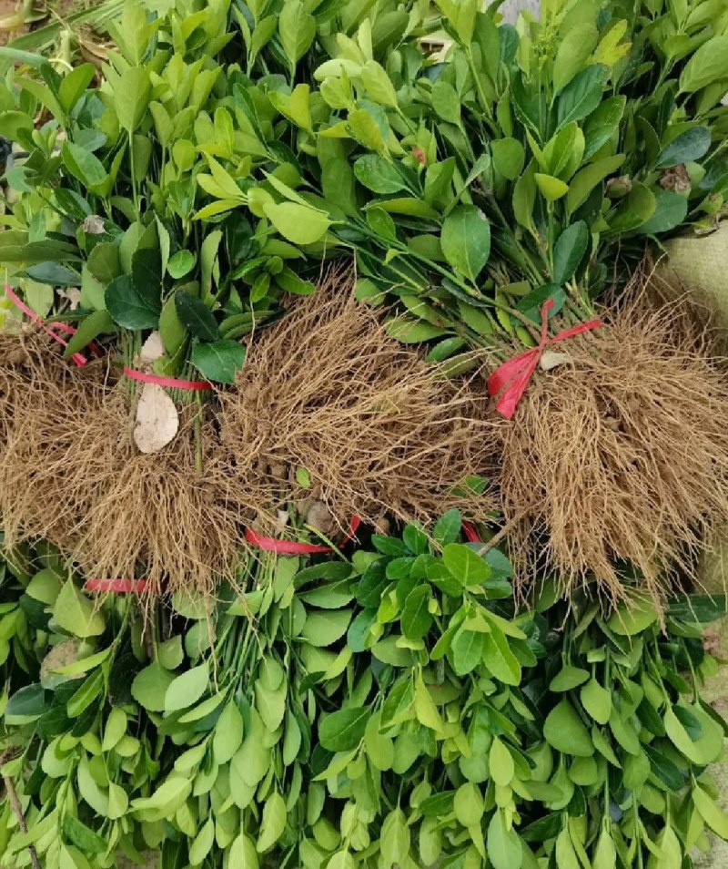 北海道冬青黄杨树苗庭院植物耐寒四季常青绿化苗木围栏篱笆用