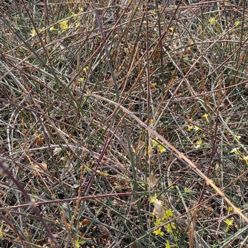 迎春花丛生迎春花营养钵苗3-5分枝迎春花各500万棵