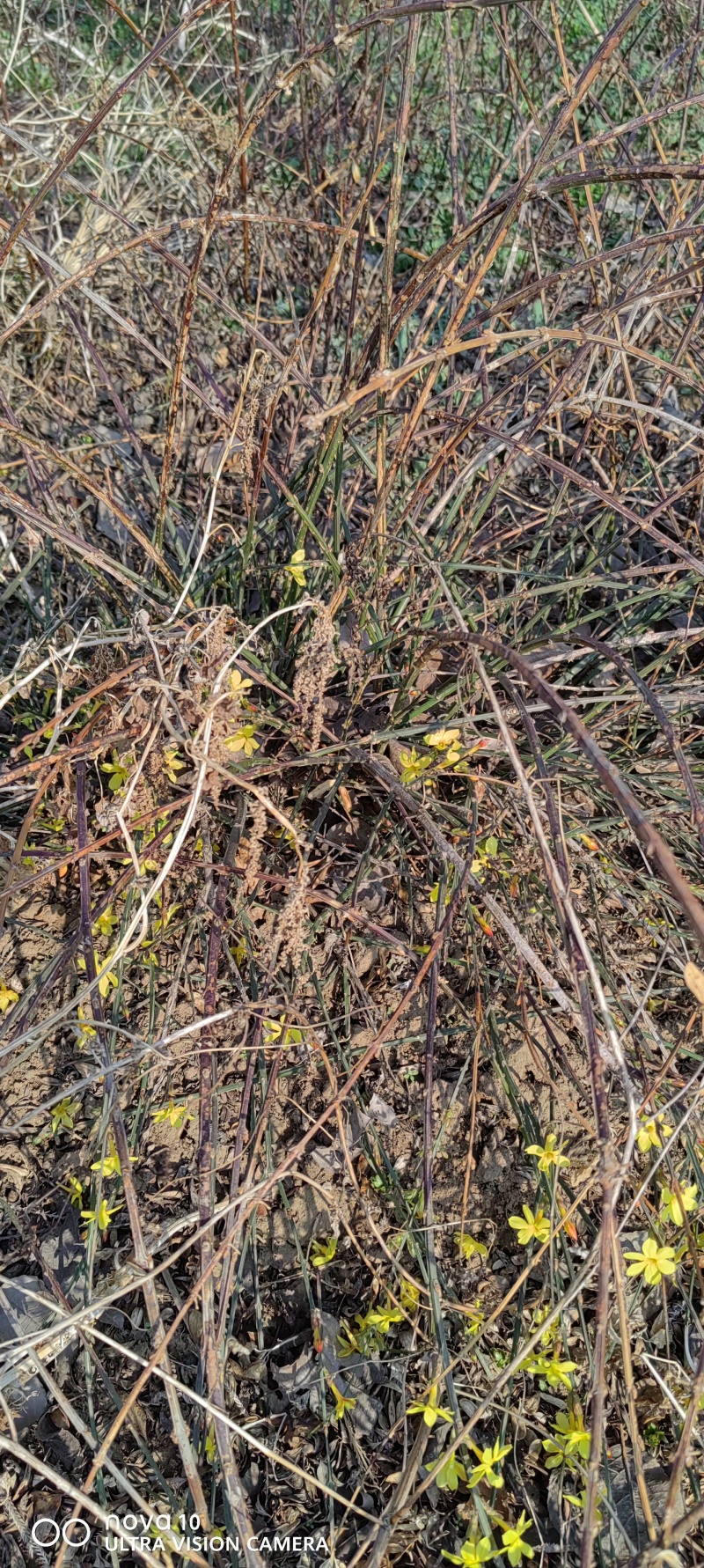 迎春花丛生迎春花营养钵苗3-5分枝迎春花各500万棵