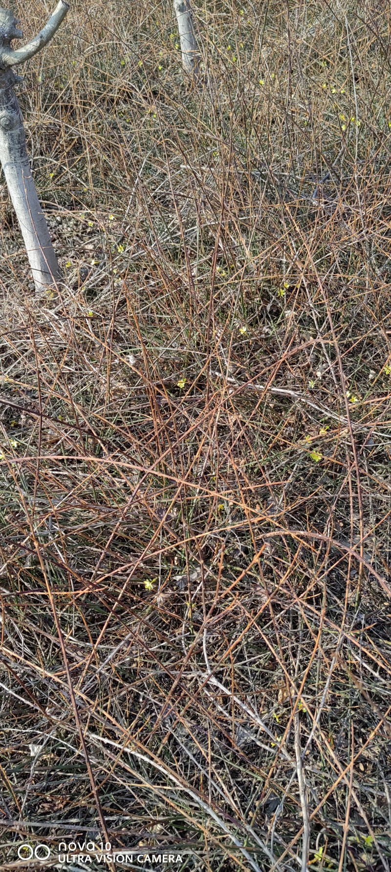 迎春花丛生迎春花营养钵苗3-5分枝迎春花各500万棵