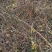迎春花丛生迎春花营养钵苗3-5分枝迎春花各500万棵