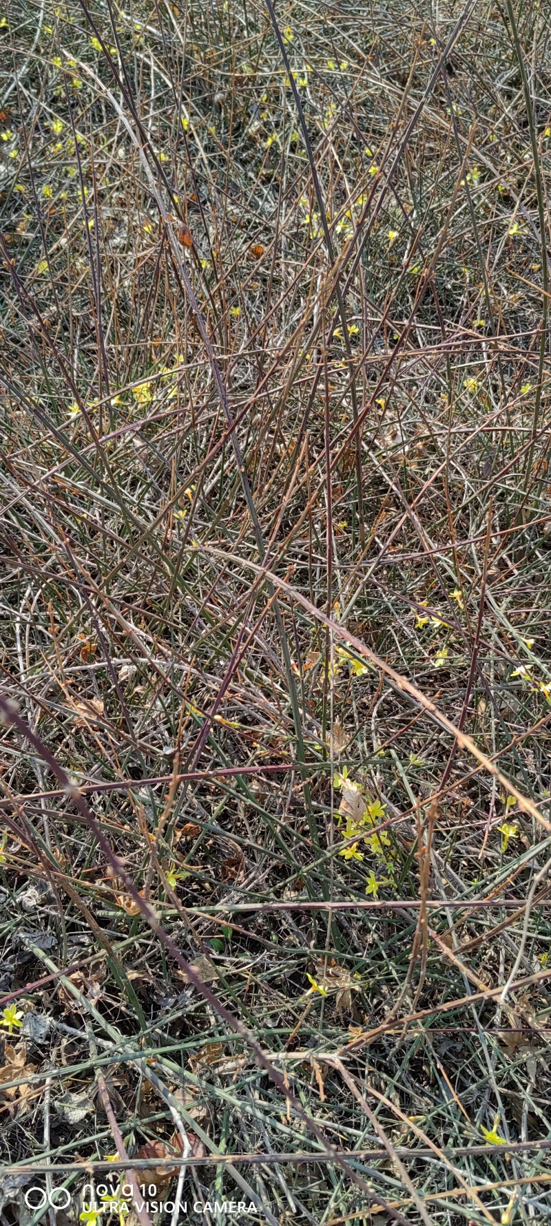 迎春花丛生迎春花营养钵苗3-5分枝迎春花各500万棵