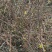 迎春花丛生迎春花营养钵苗3-5分枝迎春花各500万棵