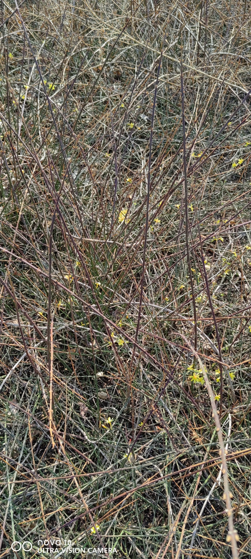 迎春花丛生迎春花营养钵苗3-5分枝迎春花各500万棵