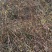 迎春花丛生迎春花营养钵苗3-5分枝迎春花各500万棵