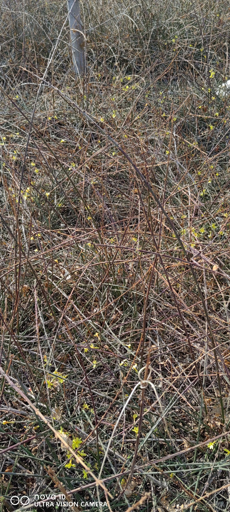 迎春花丛生迎春花营养钵苗3-5分枝迎春花各500万棵