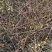 迎春花丛生迎春花营养钵苗3-5分枝迎春花各500万棵