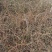 迎春花丛生迎春花营养钵苗3-5分枝迎春花各500万棵