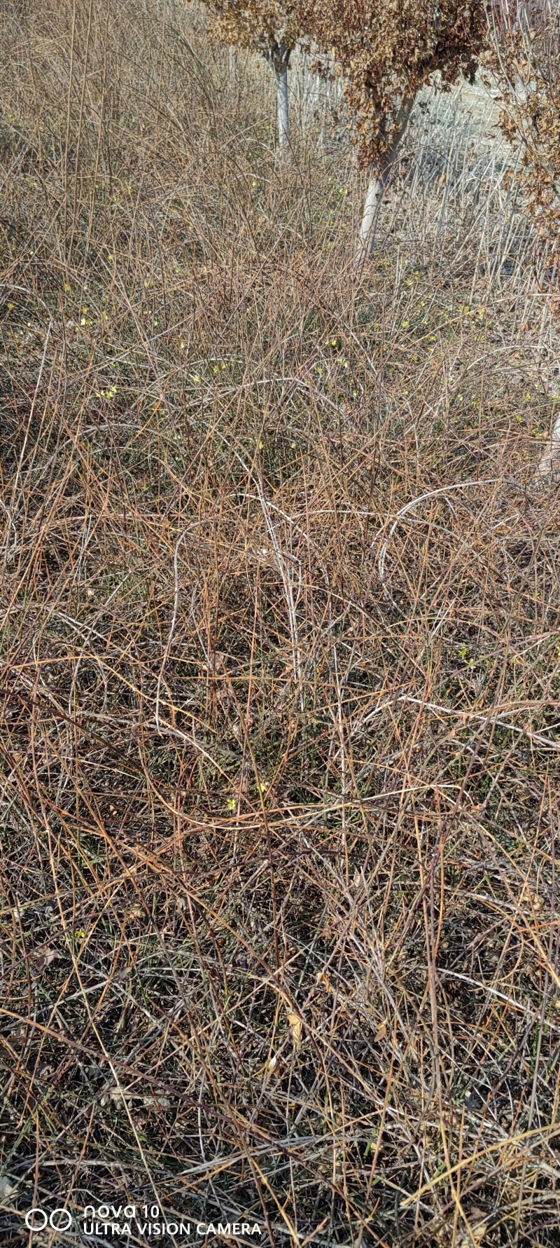 迎春花丛生迎春花营养钵苗3-5分枝迎春花各500万棵