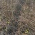 迎春花丛生迎春花营养钵苗3-5分枝迎春花各500万棵