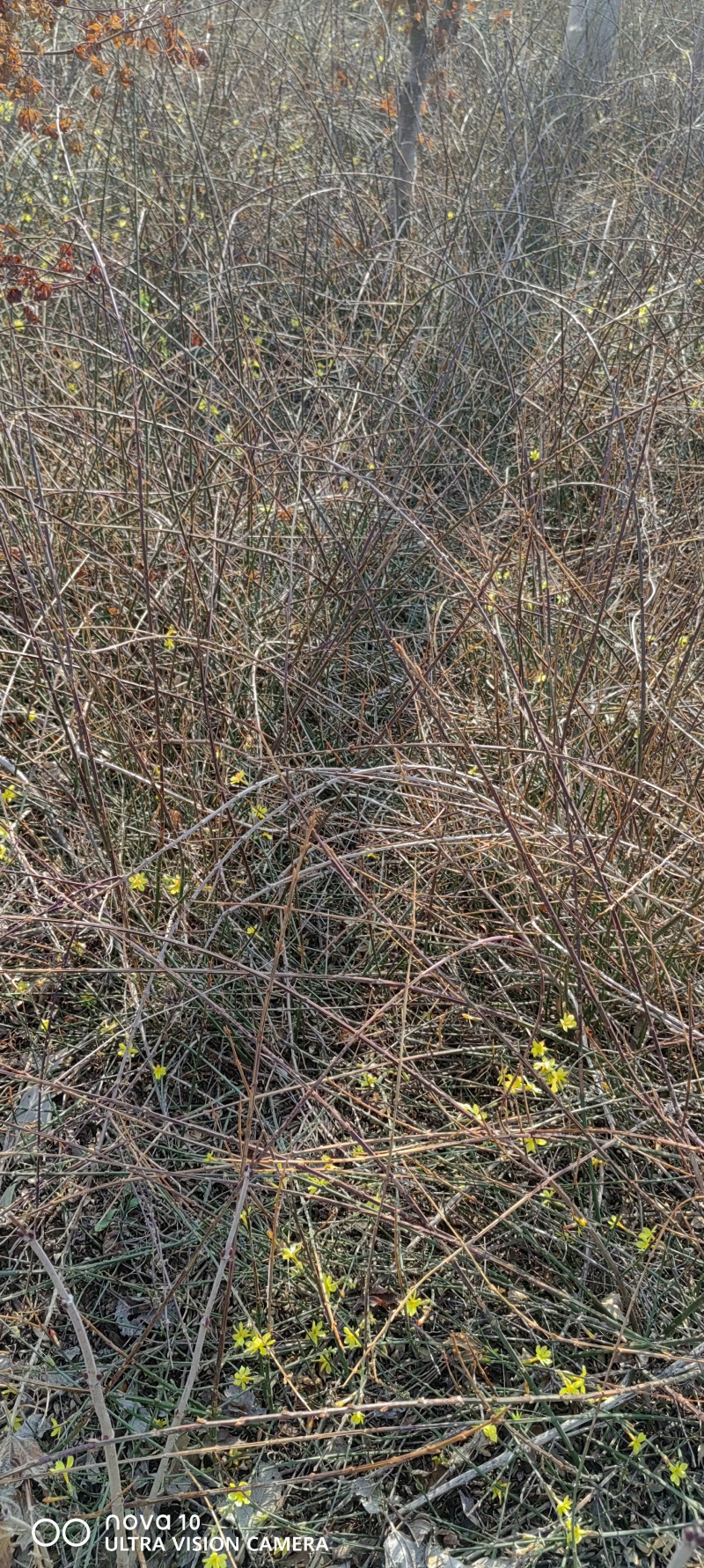 迎春花丛生迎春花营养钵苗3-5分枝迎春花各500万棵