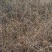 迎春花丛生迎春花营养钵苗3-5分枝迎春花各500万棵