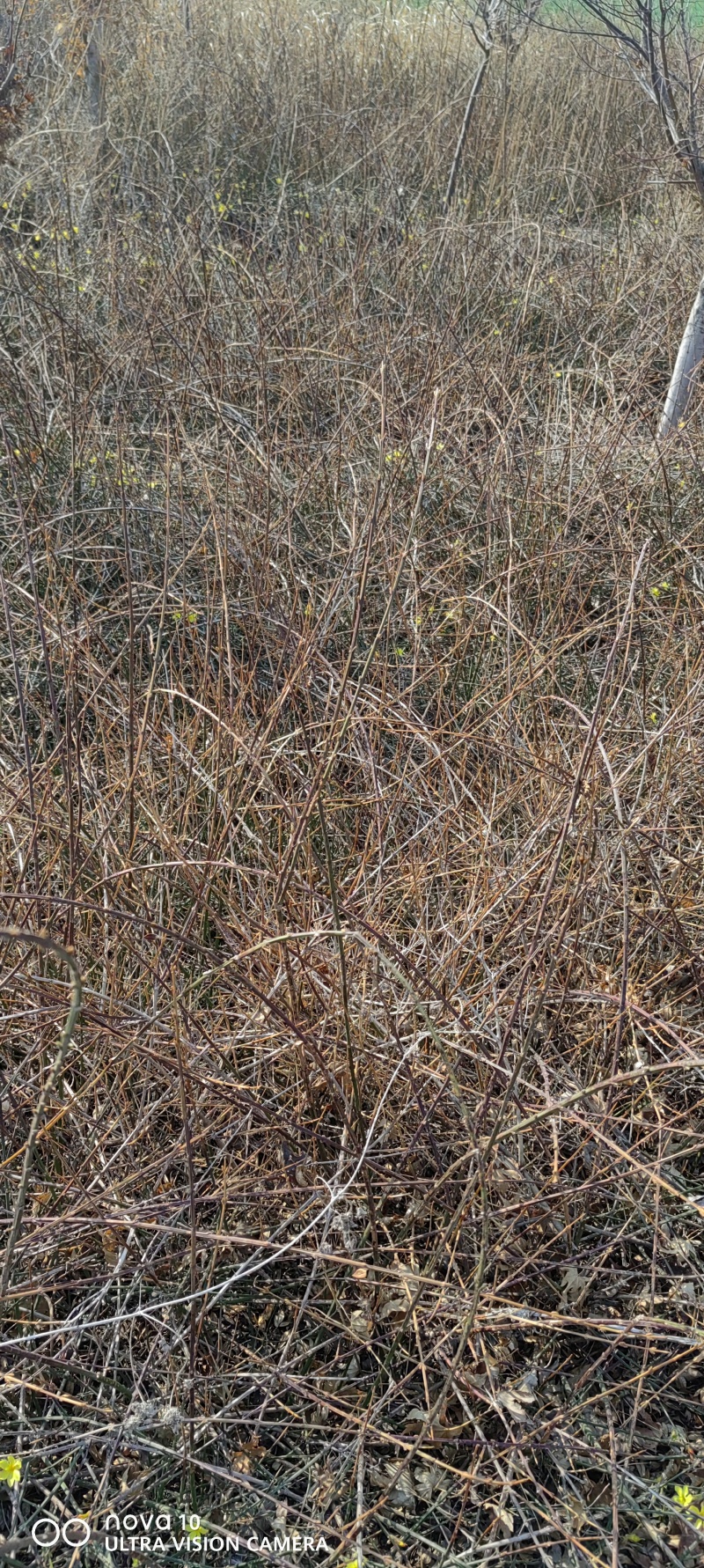 迎春花丛生迎春花营养钵苗3-5分枝迎春花各500万棵