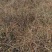 迎春花丛生迎春花营养钵苗3-5分枝迎春花各500万棵