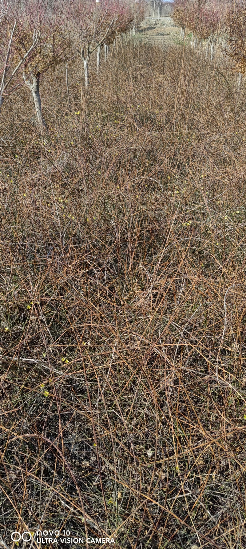 迎春花丛生迎春花营养钵苗3-5分枝迎春花各500万棵