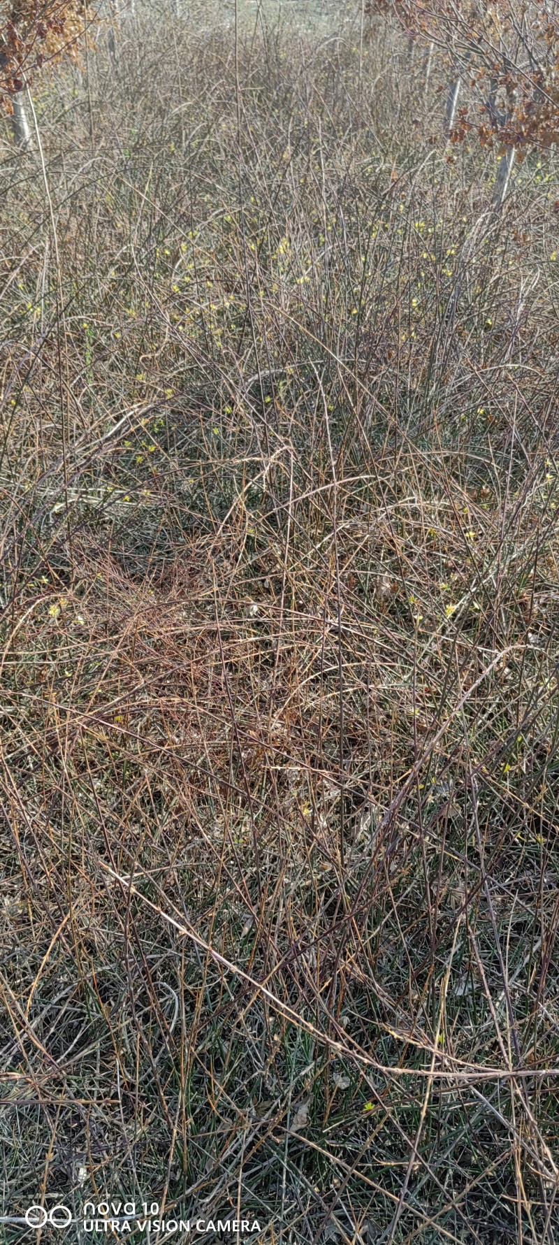 迎春花丛生迎春花营养钵苗3-5分枝迎春花各500万棵