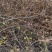 迎春花丛生迎春花营养钵苗3-5分枝迎春花各500万棵
