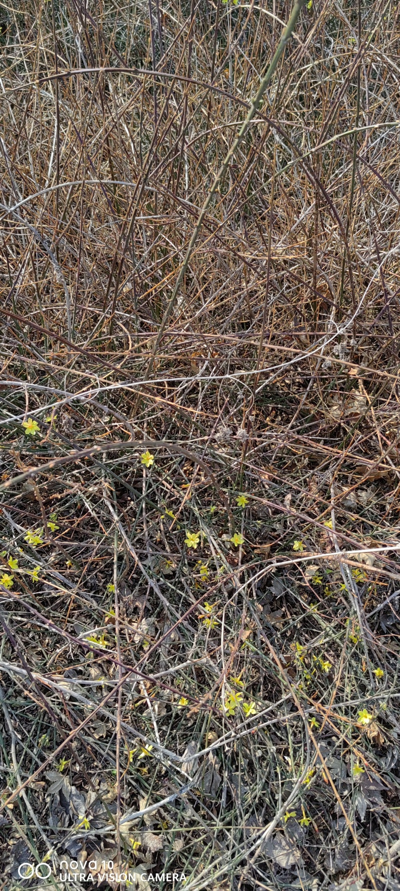 迎春花丛生迎春花营养钵苗3-5分枝迎春花各500万棵