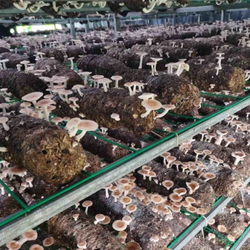 景东县人工大棚种植的小香菌新鲜口感鲜甜菌香味足餐厅