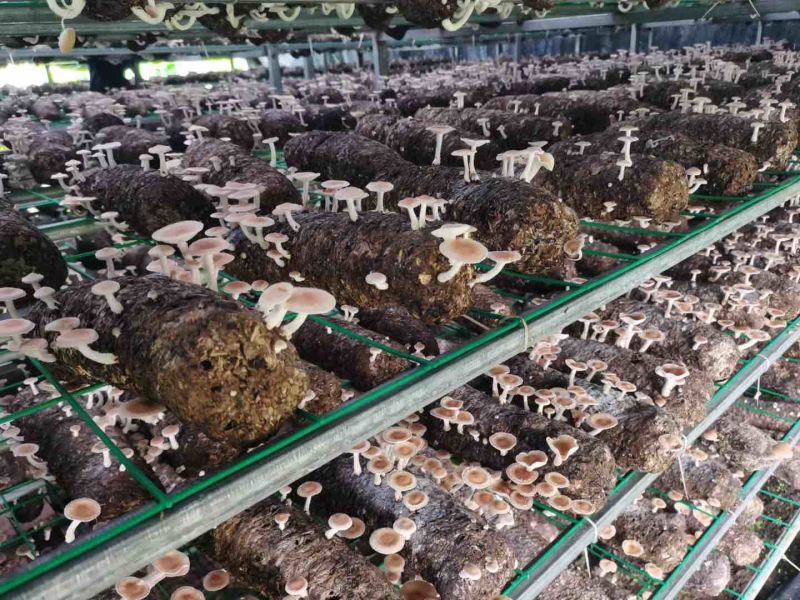 景东县人工大棚种植的小香菌新鲜口感鲜甜菌香味足餐厅