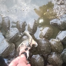 大量供应甲鱼苗各种规格