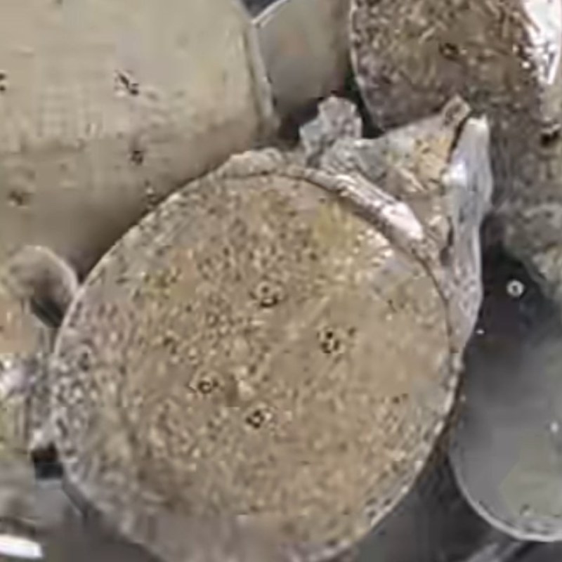 大量供应甲鱼苗各种规格