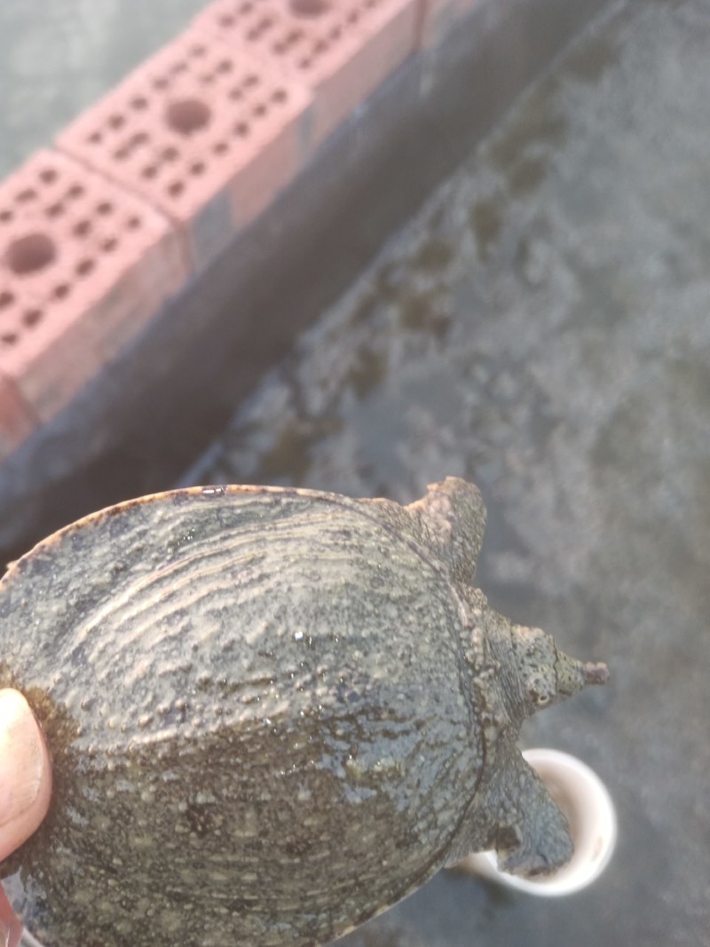 大量供应甲鱼苗各种规格